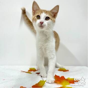 Rescue Domestic Short Hair Cats for Adoption in Washington, District Of Columbia - Alden | PetCurious