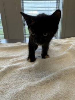 Rigby -  Domestic Short Hair Cat for Adoption in Lafayette, Indiana - Rigby | PetCurious