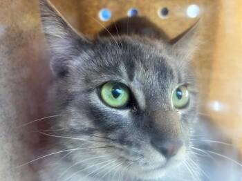 Domestic Short Hair Cats Available for Adoption in Rancho Cucamonga, California - KONOCTI 10 | PetCurious