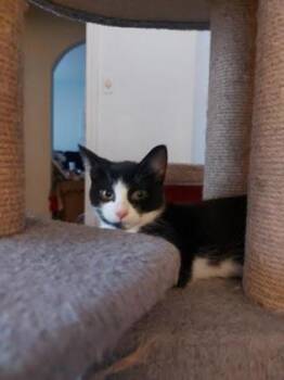Roma -  Domestic Short Hair Cat for Adoption in Montreal, Quebec - Roma | PetCurious