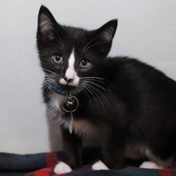 H213095 Lightning -  Domestic Short Hair Cat for Adoption in Port Washington, New York - H213095 Lightning | PetCurious