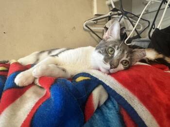 Rescue Domestic Short Hair Cats for Adoption in Inglewood, California - Sage | PetCurious