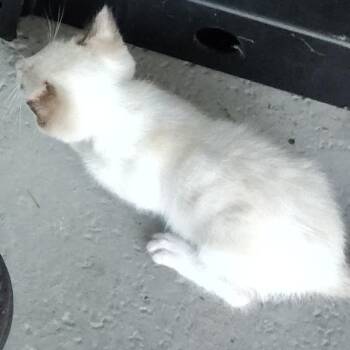 Tara -  Siamese Cat for Adoption in West Palm Beach, Florida - Tara | PetCurious