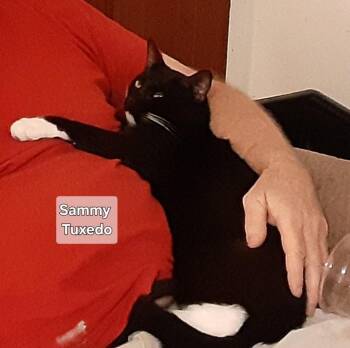 Sammy -  Domestic Short Hair Cat for Adoption in Deltona, Florida - Sammy | PetCurious