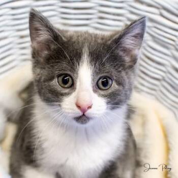 Domestic Short Hair Cats Available for Adoption in Camano, Washington - Enya | PetCurious