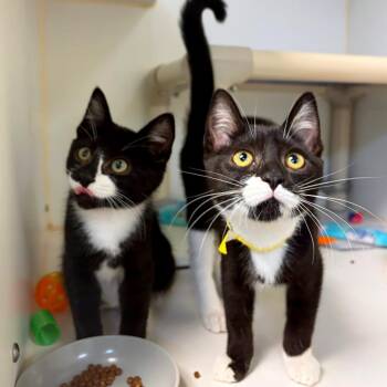 Sox -  Domestic Short Hair Cat for Adoption in Woodinville, Washington - Sox | PetCurious