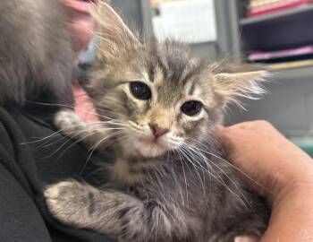 Demelza -  Domestic Short Hair Cat for Adoption in Columbus, Indiana - Demelza | PetCurious