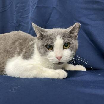 Rusalka -  Domestic Short Hair Cat for Adoption in Lyndhurst, Virginia - Rusalka | PetCurious