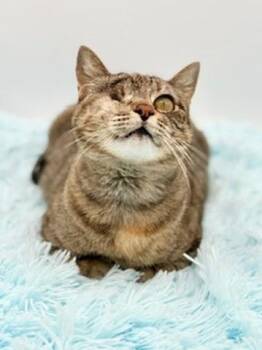 Javadi -  Domestic Short Hair Cat for Adoption in Covington, Louisiana - Javadi | PetCurious