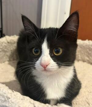 Griddle (LE) -  Domestic Short Hair Cat for Adoption in Woodland Park, New Jersey - Griddle (LE) | PetCurious