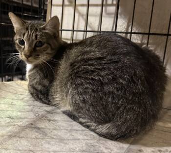 Cher -  Tabby Cat for Adoption in Lake Ozark, Missouri - Cher | PetCurious
