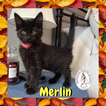 Rescue Domestic Medium Hair Cats for Adoption in Red Lodge, Montana - Merlin | PetCurious
