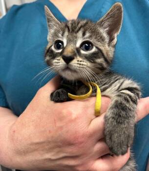 Domestic Short Hair Cats Available for Adoption in Trenton, New Jersey - Gold | PetCurious