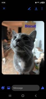 Biscuit      AG-4 -  Domestic Short Hair Cat for Adoption in Metamora, Illinois - Biscuit      AG-4 | PetCurious