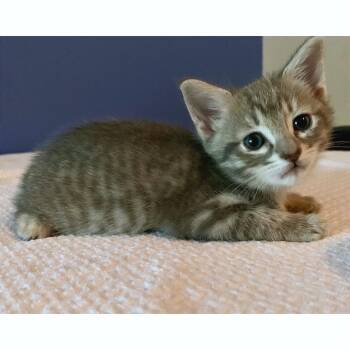 Kay Kay 25 -  Domestic Short Hair Cat for Adoption in Austin, Texas - Kay Kay 25 | PetCurious