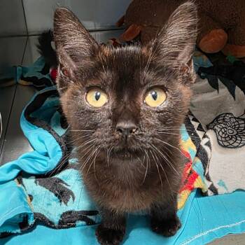 Lady Liberty -  Domestic Short Hair Cat for Adoption in Abilene, Texas - Lady Liberty | PetCurious