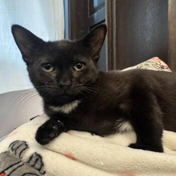 Fenrir -  Domestic Short Hair Cat for Adoption in New York, New York - Fenrir | PetCurious