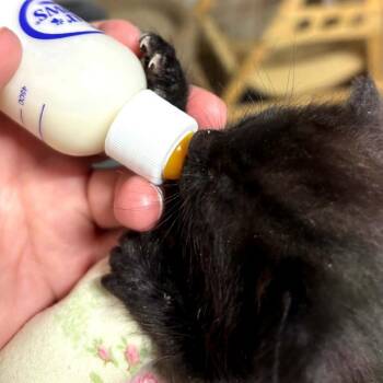 Domestic Short Hair Cats Available for Adoption in Charlottesville, Virginia - Esme | PetCurious