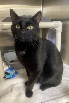 Realtor -  Domestic Short Hair Cat for Adoption in Fargo, North Dakota - Realtor | PetCurious