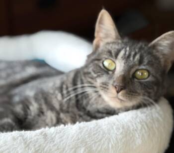 Freya -  Domestic Short Hair Cat for Adoption in Mayfield, New York - Freya | PetCurious