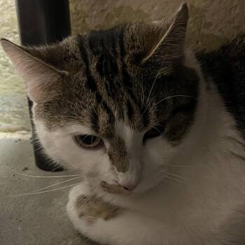 Domestic Short Hair Cats Available for Adoption in Owosso, Michigan - Bandit | PetCurious