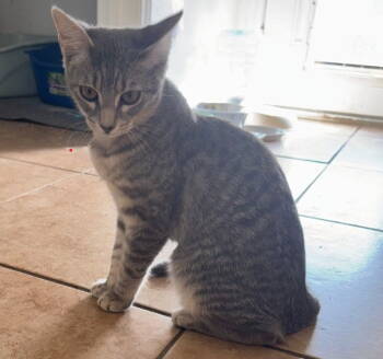 Rescue Tabby Cats for Adoption in Plano, Texas - Foxy | PetCurious