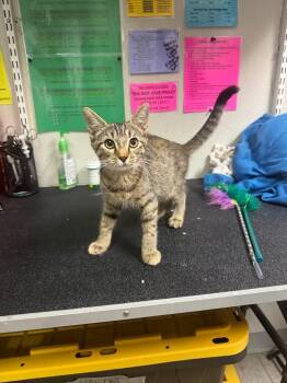 26-1030C -  Domestic Short Hair Cat for Adoption in Sorrento, Louisiana - 26-1030C | PetCurious