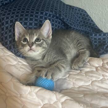Newton -  Domestic Short Hair Cat for Adoption in Tulsa, Oklahoma - Newton | PetCurious