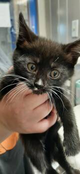 Morgana -  Domestic Short Hair Cat for Adoption in Georgetown, Ohio - Morgana | PetCurious