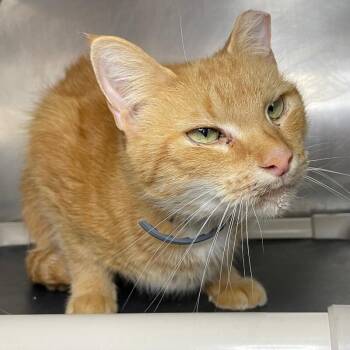 Firecracker -  Domestic Short Hair Cat for Adoption in Roanoke, Virginia - Firecracker | PetCurious
