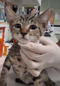 SIGNAL -  Domestic Short Hair Cat for Adoption in Santa Fe, New Mexico - SIGNAL | PetCurious