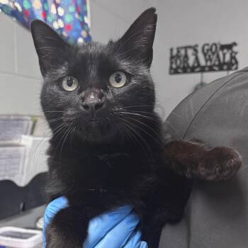 Domestic Medium Hair Cats Available for Adoption - Poe | PetCurious