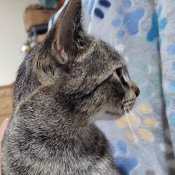 Topaz (mom) -  Domestic Short Hair Cat for Adoption in Traverse City, Michigan - Topaz (mom) | PetCurious