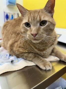 Kahn -  Domestic Short Hair Cat for Adoption in Raleigh, North Carolina - Kahn | PetCurious