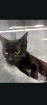 Grace -  Domestic Short Hair Cat for Adoption in North Richland Hills, Texas - Grace | PetCurious