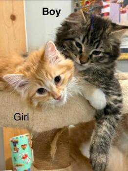 Tabby Male -  Domestic Medium Hair and Domestic Short Hair Cat for Adoption in Clinton, Missouri - Tabby Male | PetCurious