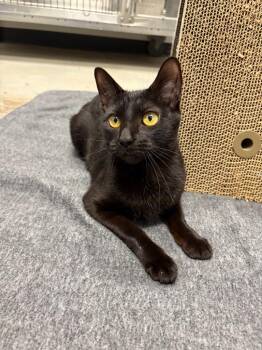 Elphaba -  Domestic Short Hair Cat for Adoption in Minot, North Dakota - Elphaba | PetCurious
