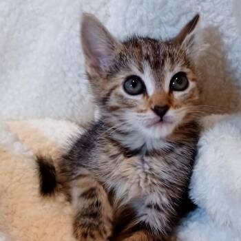 Isabella 3 -  Domestic Short Hair Cat for Adoption in Bulverde, Texas - Isabella 3 | PetCurious