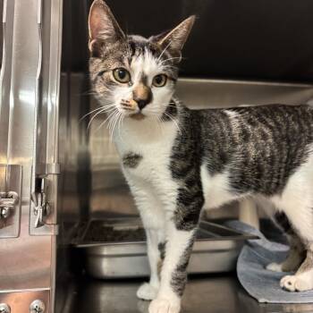 Honey Crisp CS-214/26 -  Domestic Short Hair Cat for Adoption in Burlington, Ontario - Honey Crisp CS-214/26 | PetCurious