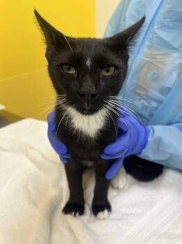 Hairy Pawter -  Domestic Short Hair Cat for Adoption in Raleigh, North Carolina - Hairy Pawter | PetCurious