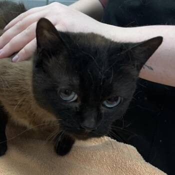 Domestic Short Hair Cats Available for Adoption in West Olive, Michigan - Luna (Holland Cat Cove) | PetCurious