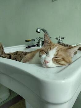 Wyatt -  Domestic Short Hair Cat for Adoption in Minneapolis, Minnesota - Wyatt | PetCurious