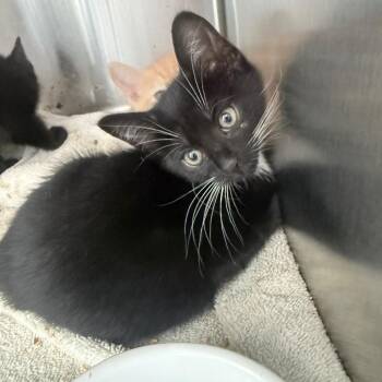 Tuna -  Domestic Short Hair Cat for Adoption in Jupiter, Florida - Tuna | PetCurious