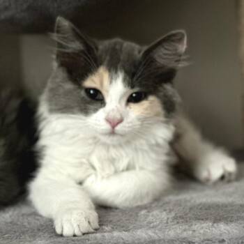 Domestic Long Hair Cats Available for Adoption in Long Beach, California - Tuffy | PetCurious