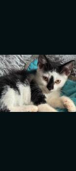 Winston -  American Shorthair Cat Available for Adoption in Hagaman, New York - Winston | PetCurious