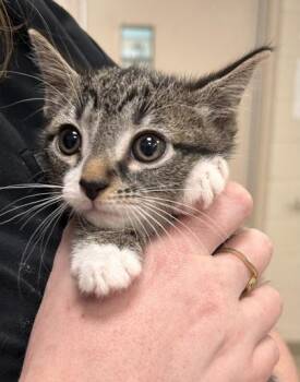 Welch -  Domestic Short Hair Cat for Adoption in Fishers, Indiana - Welch | PetCurious