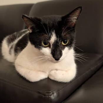 Domestic Short Hair Cats Available for Adoption in Gainesville, Florida - Merryweather | PetCurious