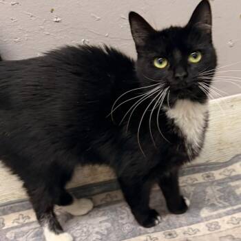 Domestic Short Hair Cats Available for Adoption - Sarafina | PetCurious