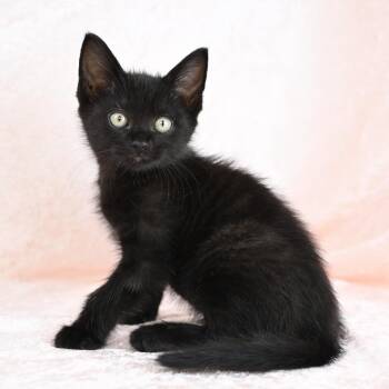 Domestic Short Hair Cats Available for Adoption in Mobile, Alabama - Jagger | PetCurious