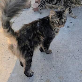 Toulouse -  Domestic Medium Hair Cat for Adoption in Long Beach, California - Toulouse | PetCurious